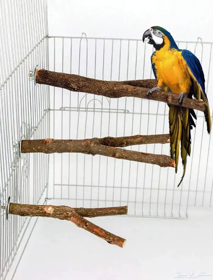 متجر مودي للحيوانات الاليفة 1