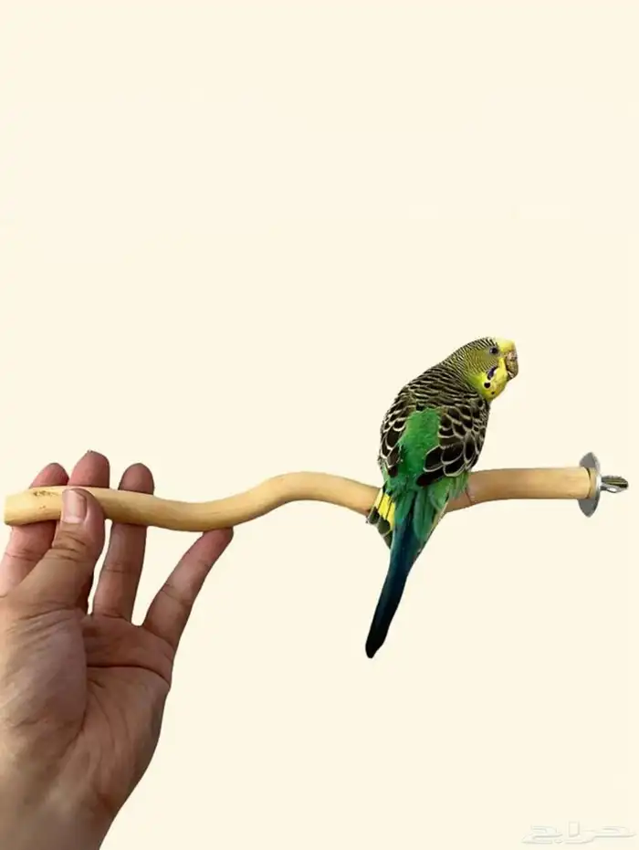 متجر مودي للحيوانات الاليفة 3