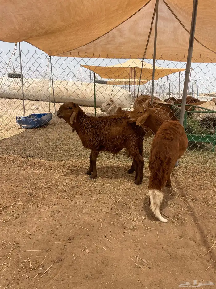 ذبايح طليان حريه شامل الذبح والتوصيل 9