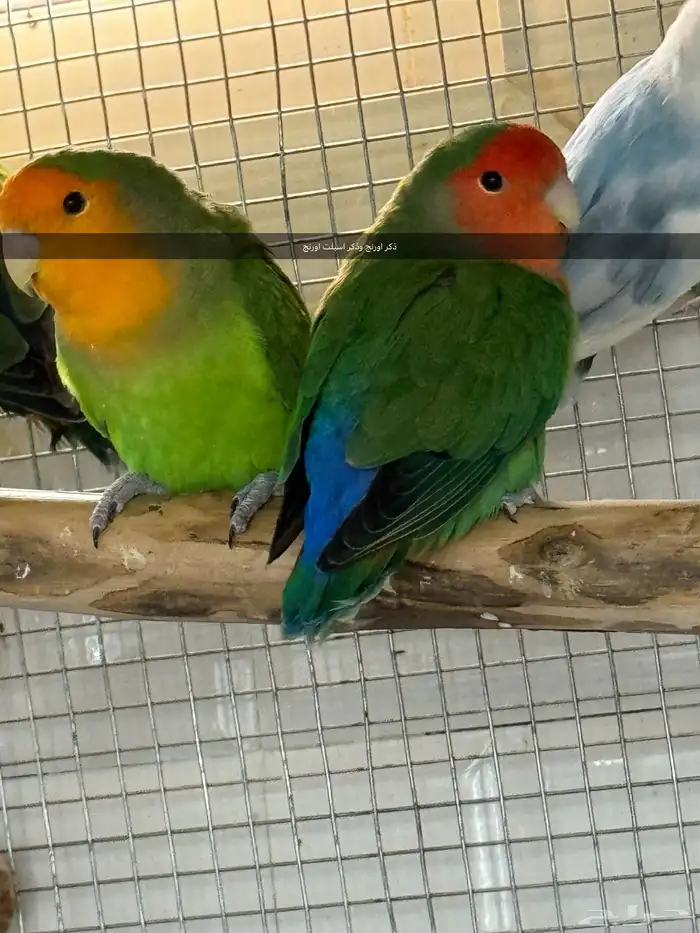 روز لونق فيذر 4