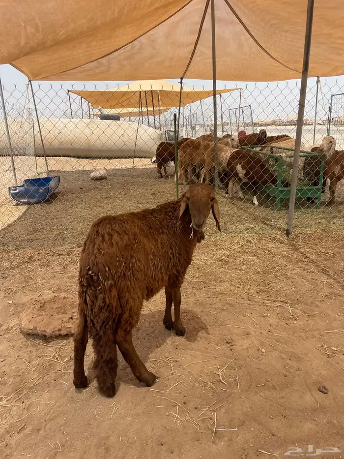 ذبايح طليان حريه شامل الذبح والتوصيل 8