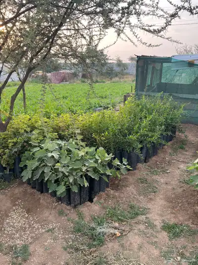 شتلات مثمره 0