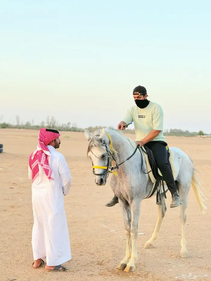 تعليم ركوب الخيل بحتراف.. 0