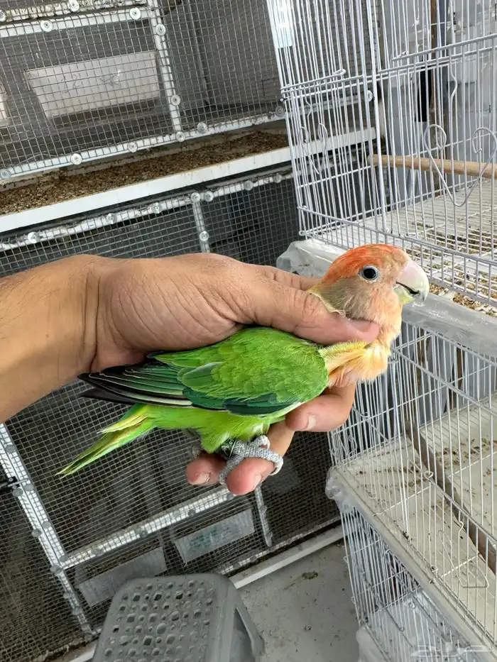 روز لونق فيذر 14