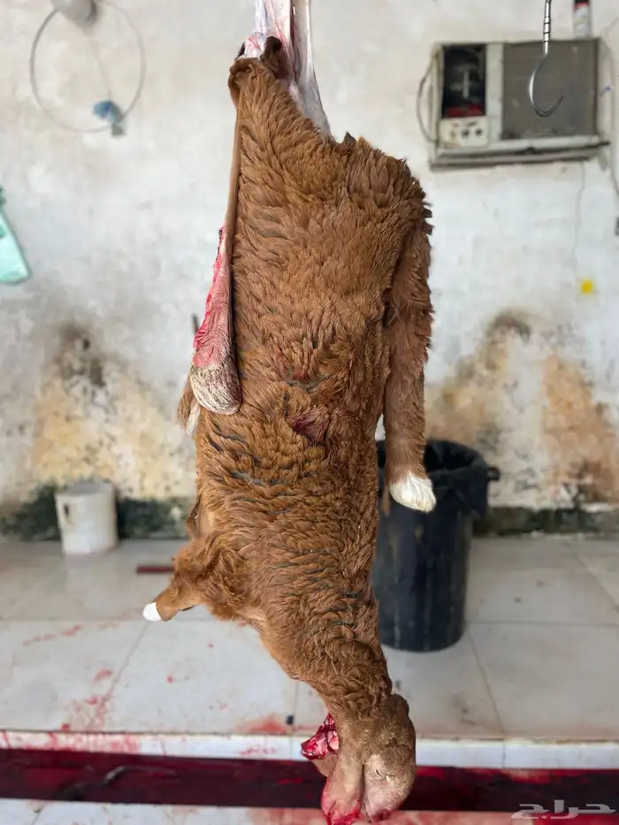 ذبايح طليان حريه شامل الذبح والتوصيل 13