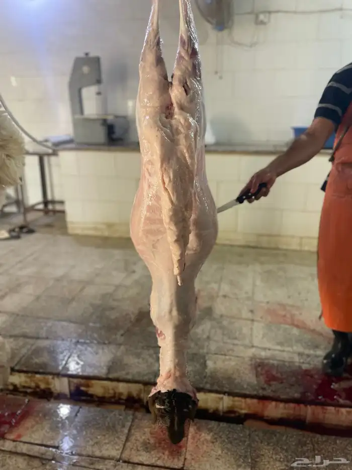 ذبايح طليان حريه شامل الذبح والتوصيل 17
