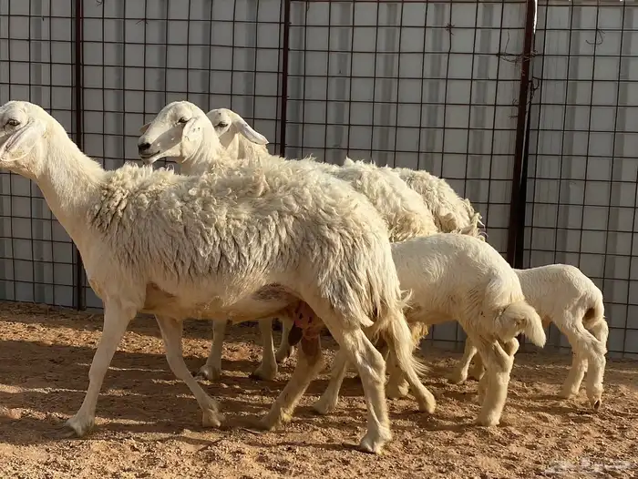 للبيع حريات ولد صنف(((تم البيع))) 1