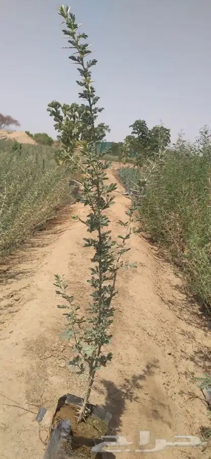 شتلات مشاتل شوكيات 5