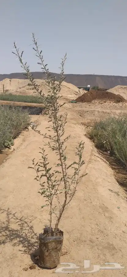 شتلات مشاتل شوكيات 0