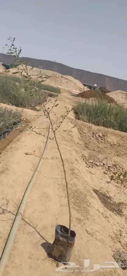 شتلات مشاتل شوكيات 3