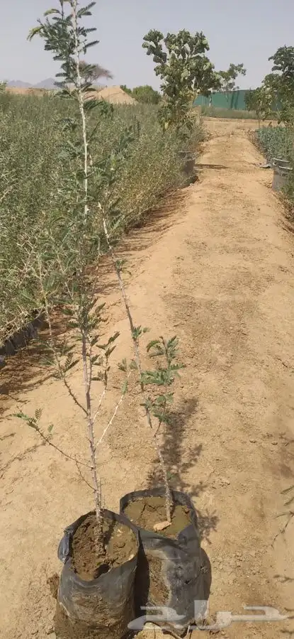 شتلات مشاتل شوكيات 4