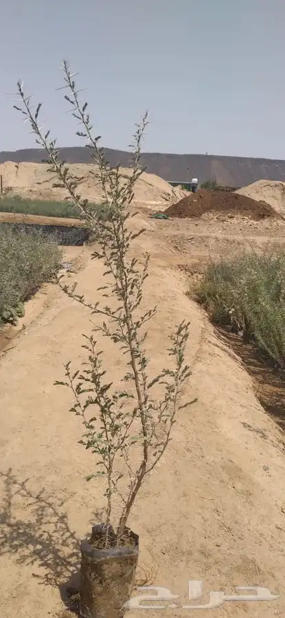 شتلات مشاتل شوكيات 2