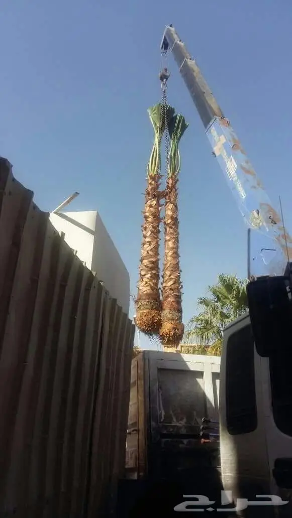 ازاله وتوريد النخيل والاشجار وتركيب الشبوك 1