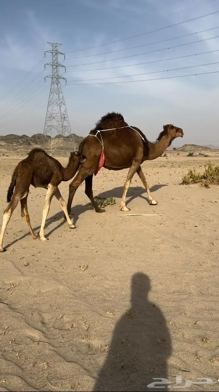 ( تم البيع )ناقه خلفه مصغر ساحليه حمرا دم 1