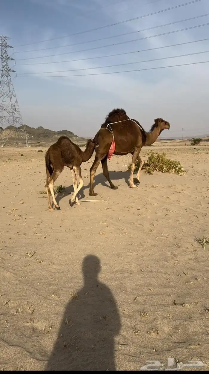 ( تم البيع )ناقه خلفه مصغر ساحليه حمرا دم 2