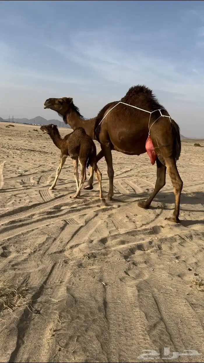 ( تم البيع )ناقه خلفه مصغر ساحليه حمرا دم 0