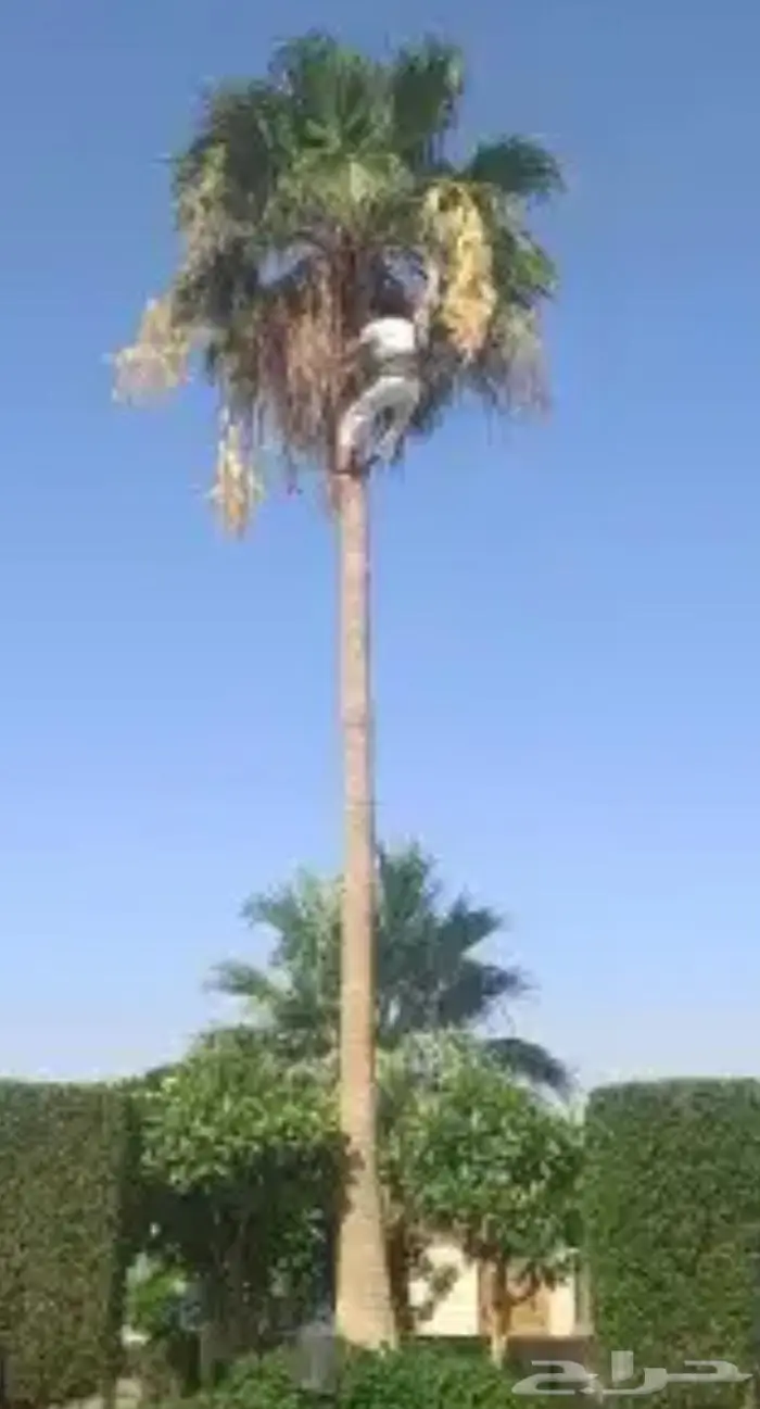 ازاله وتوريد النخيل والاشجار وتركيب الشبوك 3