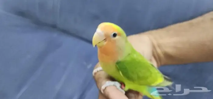 روز اليف ولعوب 4