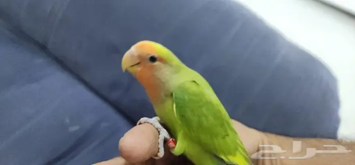 روز اليف ولعوب 5