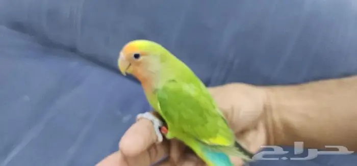 روز اليف ولعوب 6