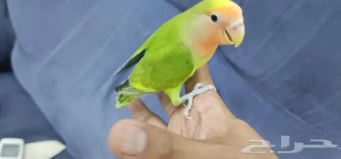 روز اليف ولعوب 0