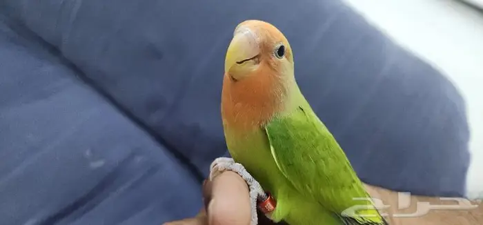 روز اليف ولعوب 3