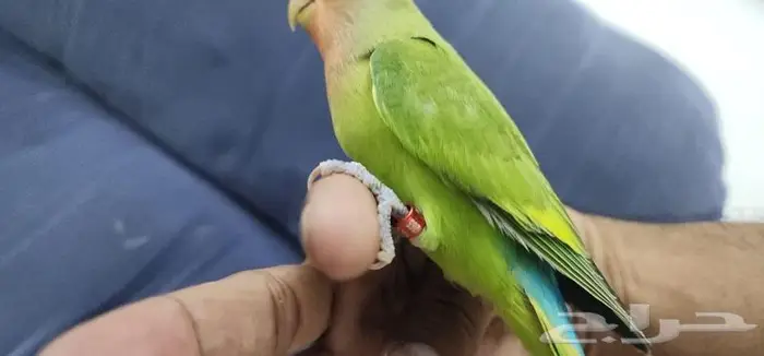 روز اليف ولعوب 2