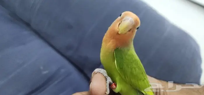 روز اليف ولعوب 1