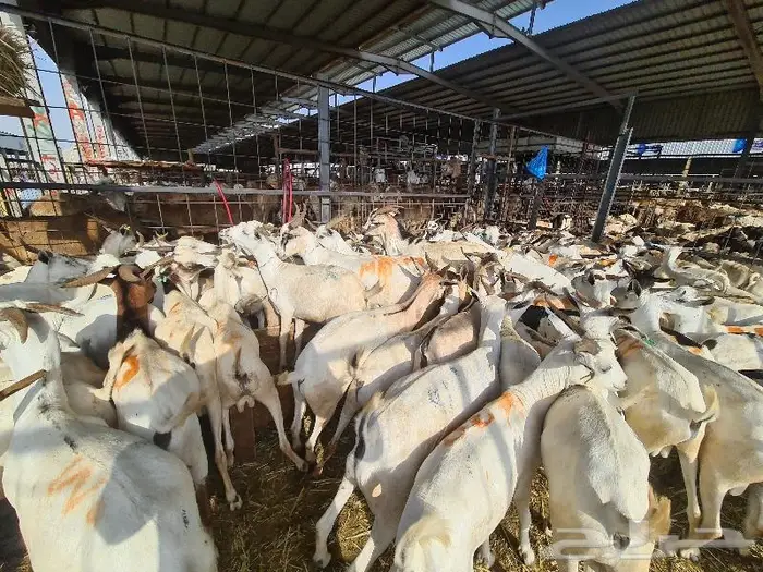 تيوس بربري ب 750 مع خدمة التوصيل 0