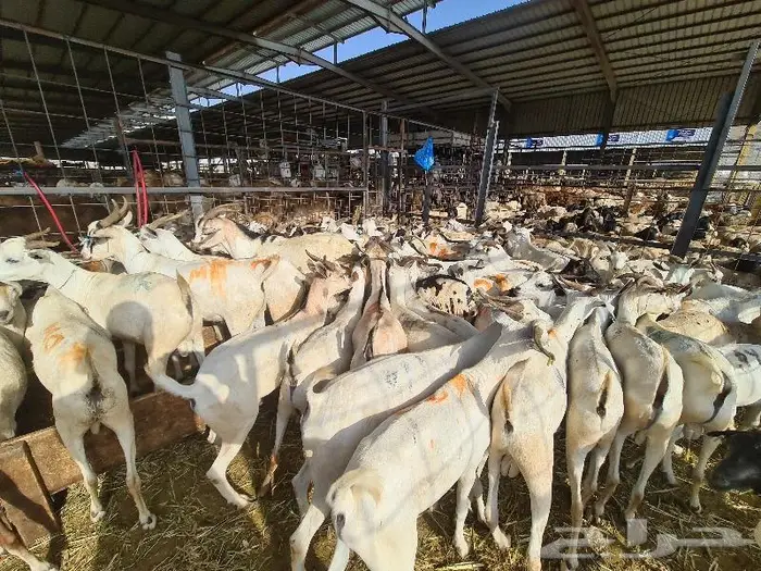 تيوس بربري ب 750 مع خدمة التوصيل 2