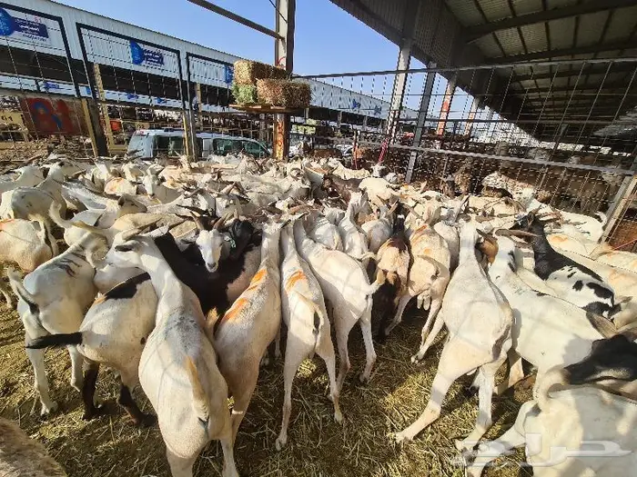 تيوس بربري ب 750 مع خدمة التوصيل 6