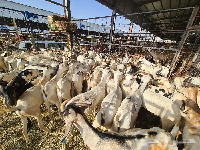 تيوس بربري ب 750 مع خدمة التوصيل 8