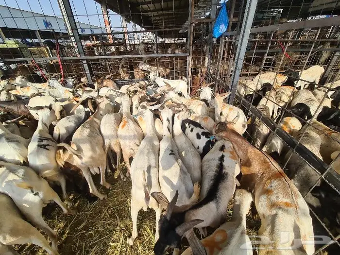 تيوس بربري ب 750 مع خدمة التوصيل 11