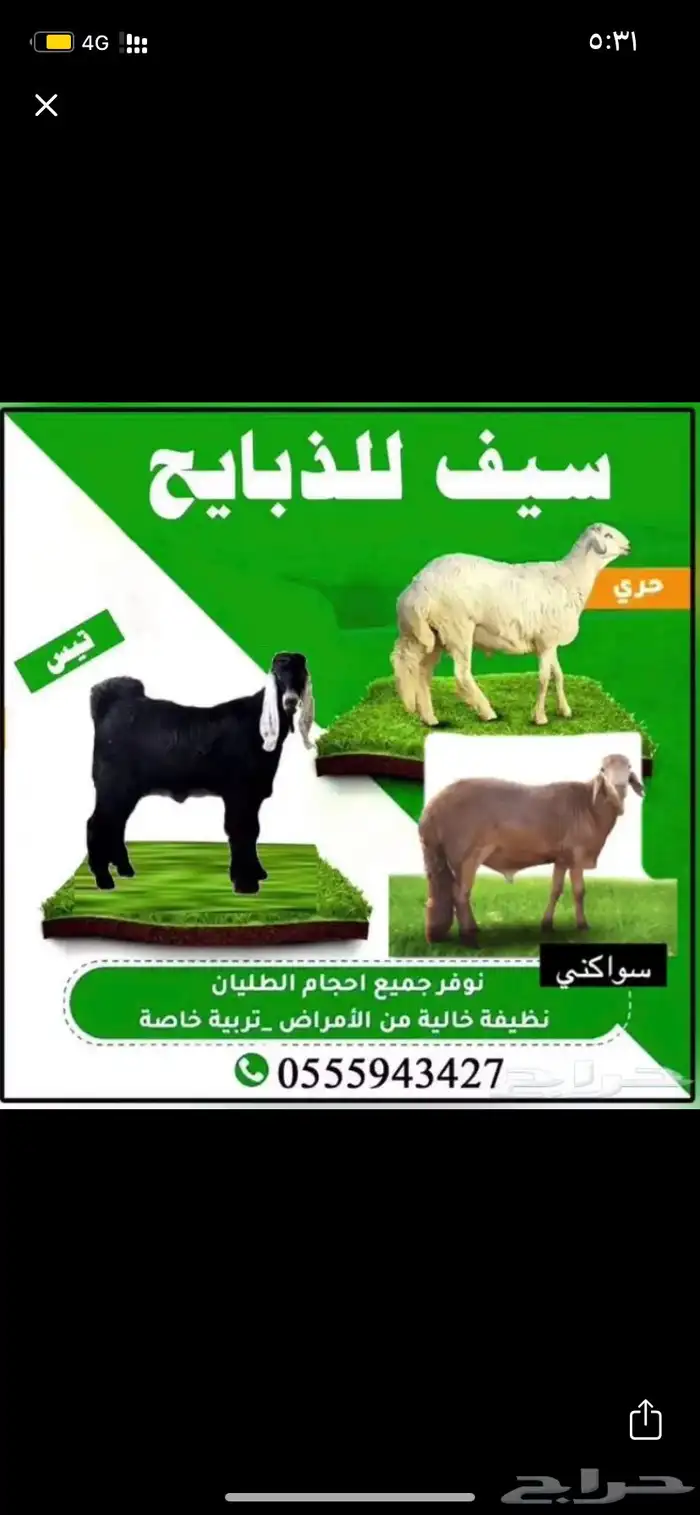يوجد ذبايح خرفان بلدي وتيوس مع توفر الذبح والتوصيل و تغليف 0