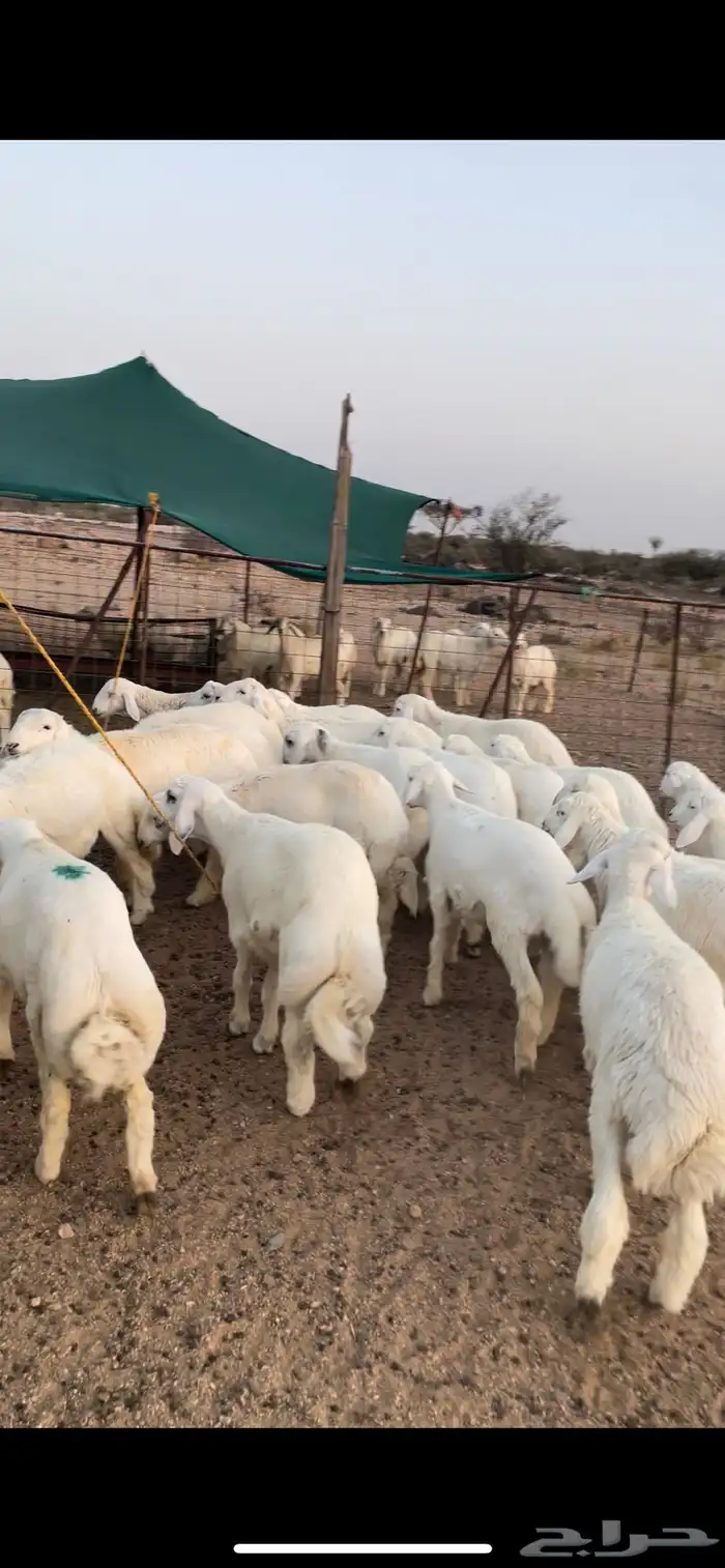 طليان ورخال ذبايح حري 3