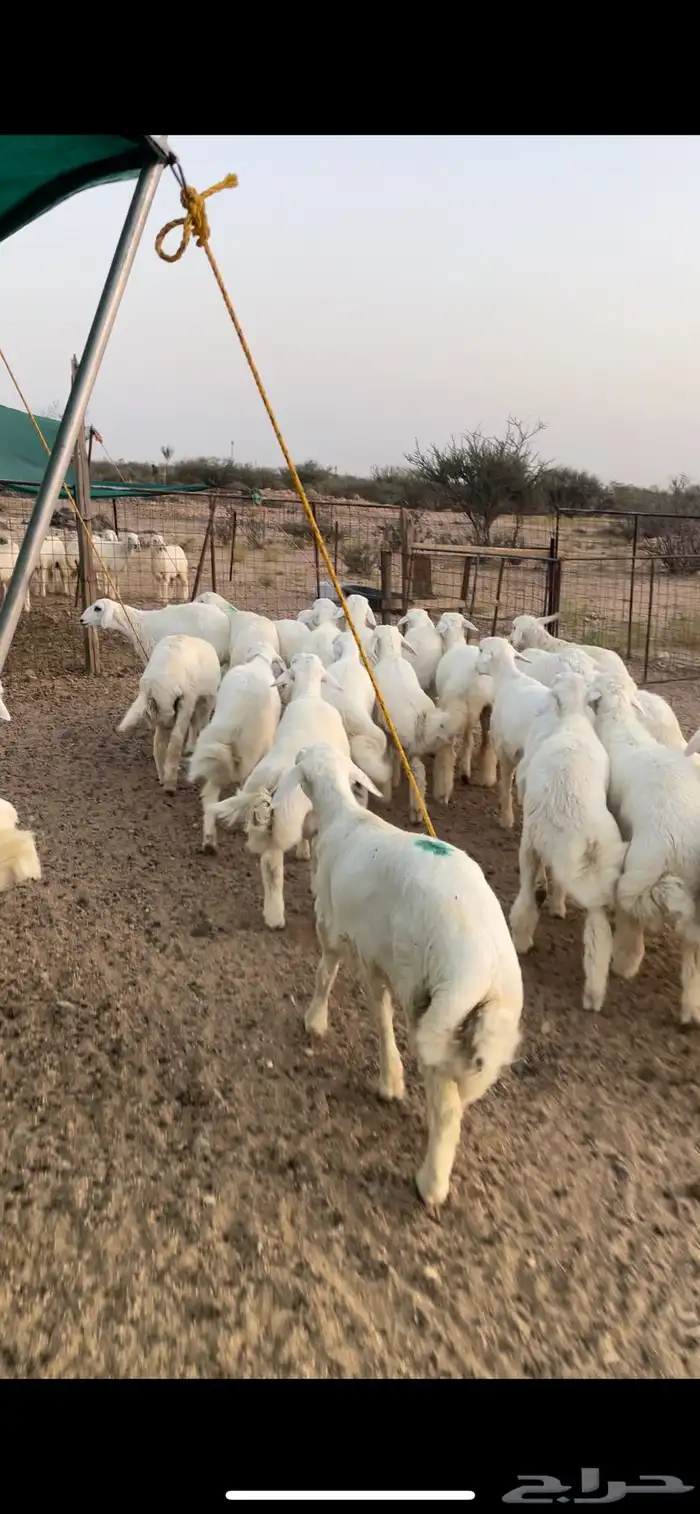 طليان ورخال ذبايح حري 4
