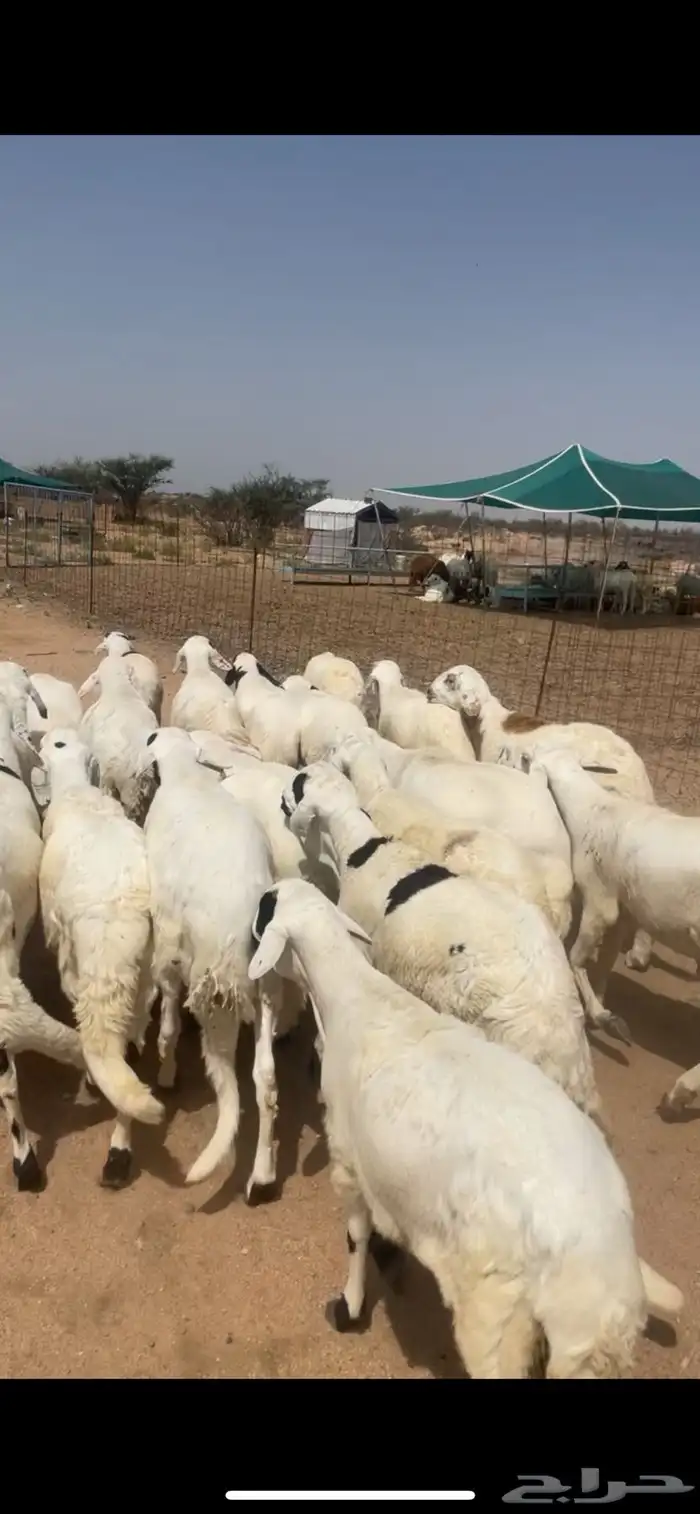 طليان ورخال ذبايح حري 13
