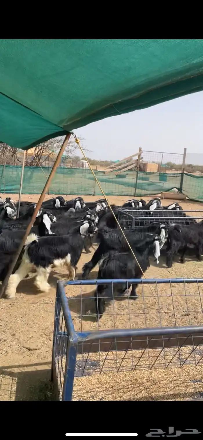 طليان ورخال ذبايح حري 18