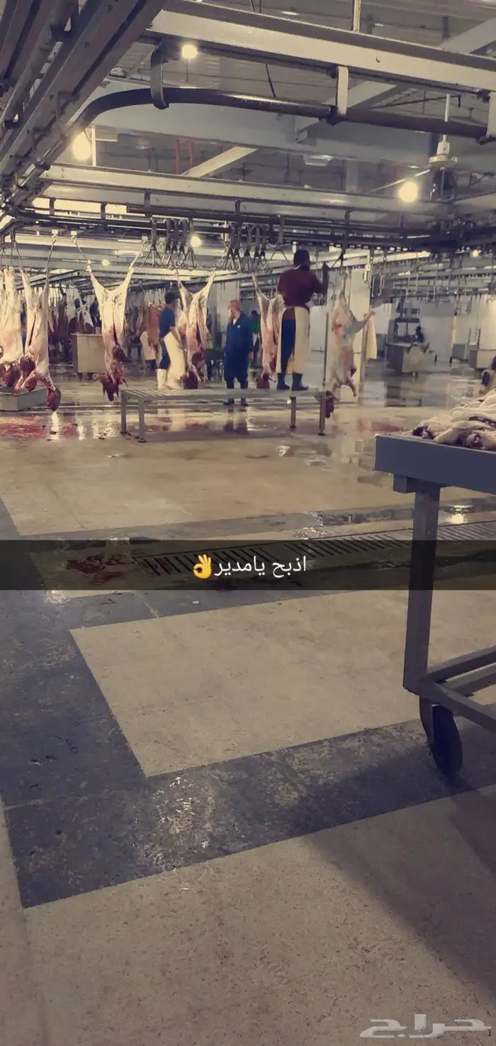 ذبايح ابو عبدلله بلدي ومستور 11