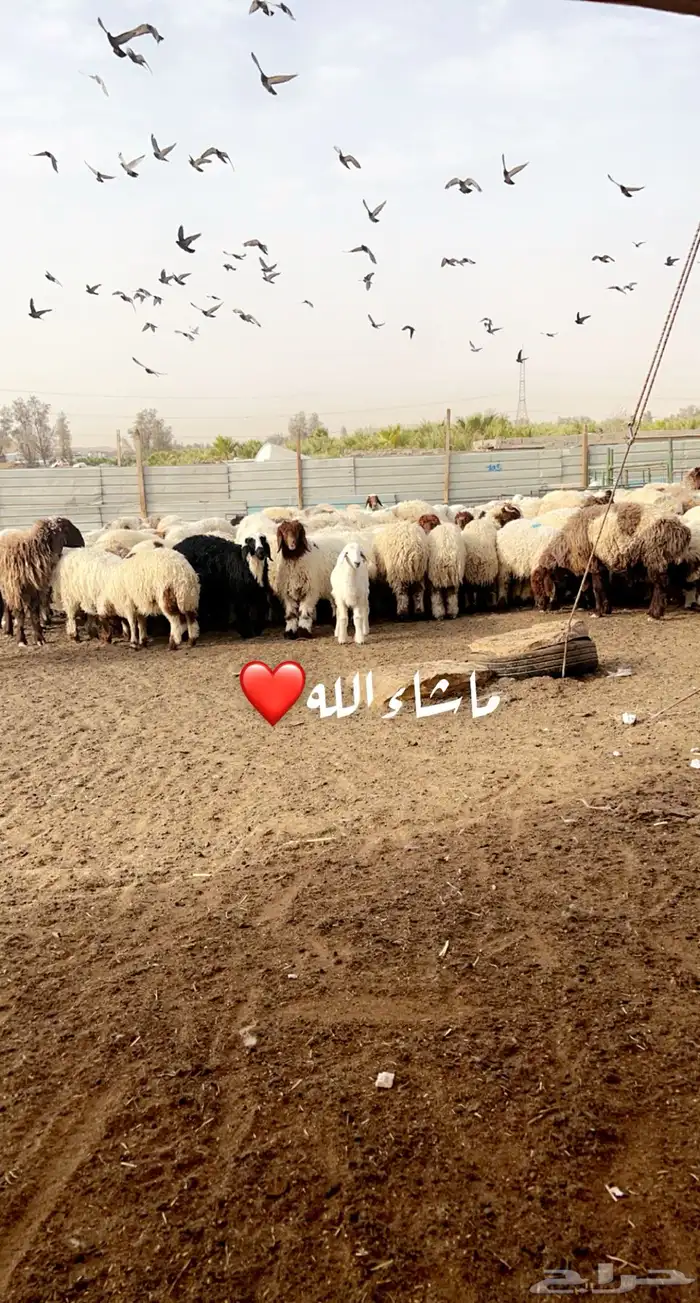 ذبايح ابو عبدلله بلدي ومستور 9