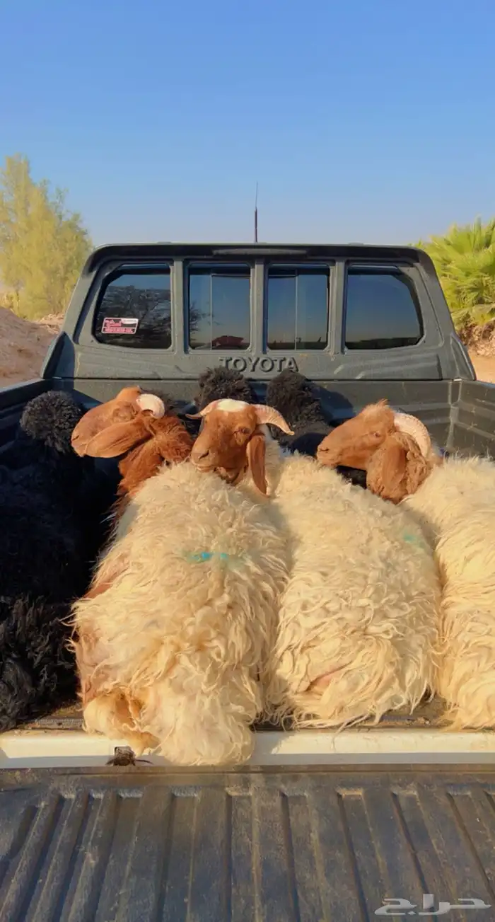 ذبايح ابو عبدلله بلدي ومستور 8