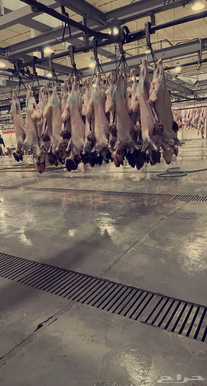 ذبايح ابو عبدلله بلدي ومستور 5