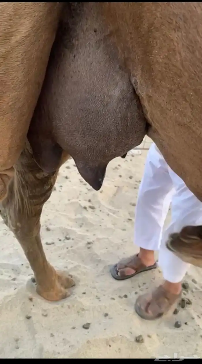 ( تم البيع )ناقه خلفه مصغر ساحليه حمرا دم 3