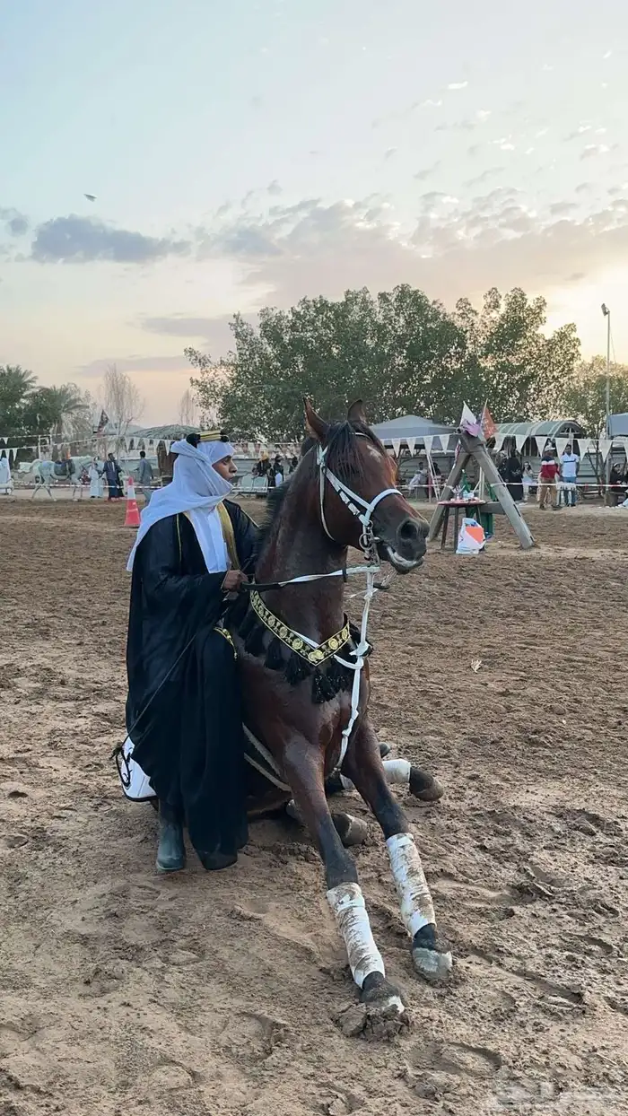 استعراض خيل 2