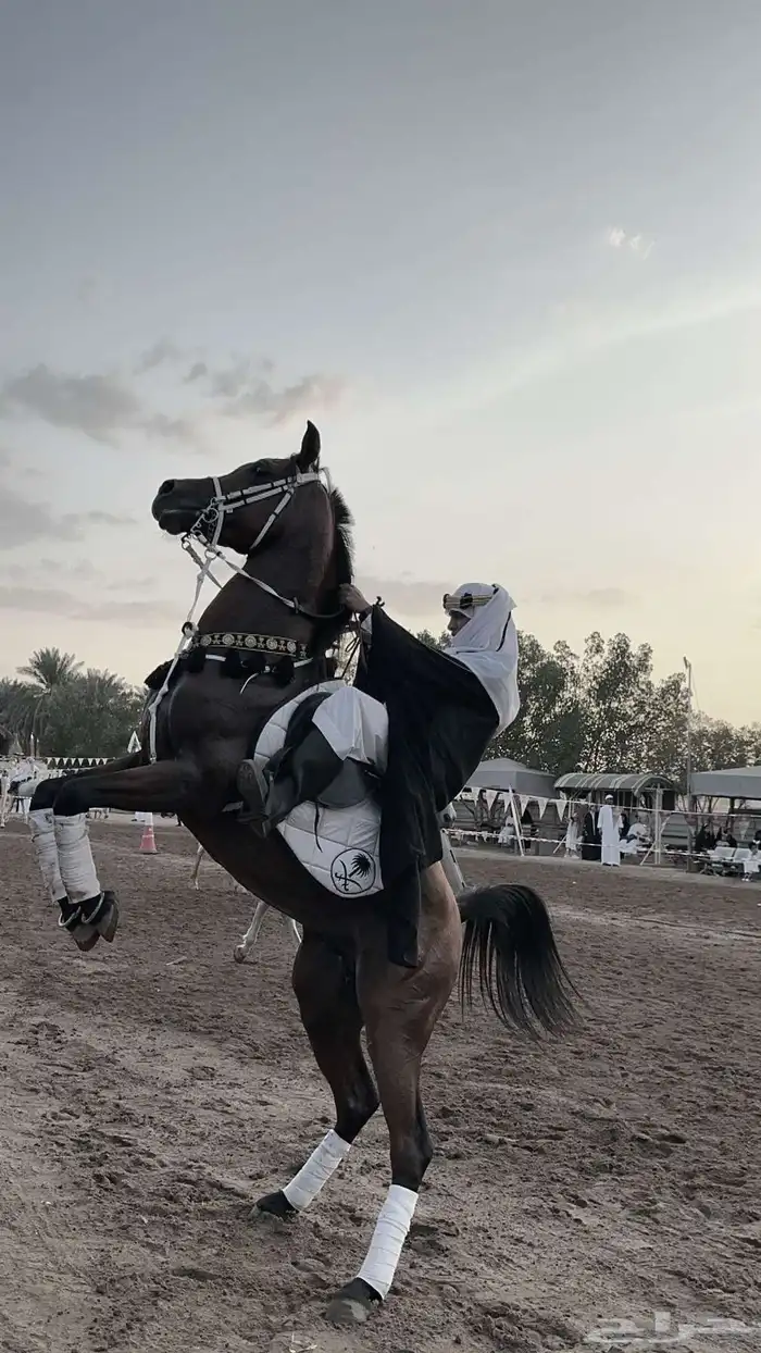 استعراض خيل 3