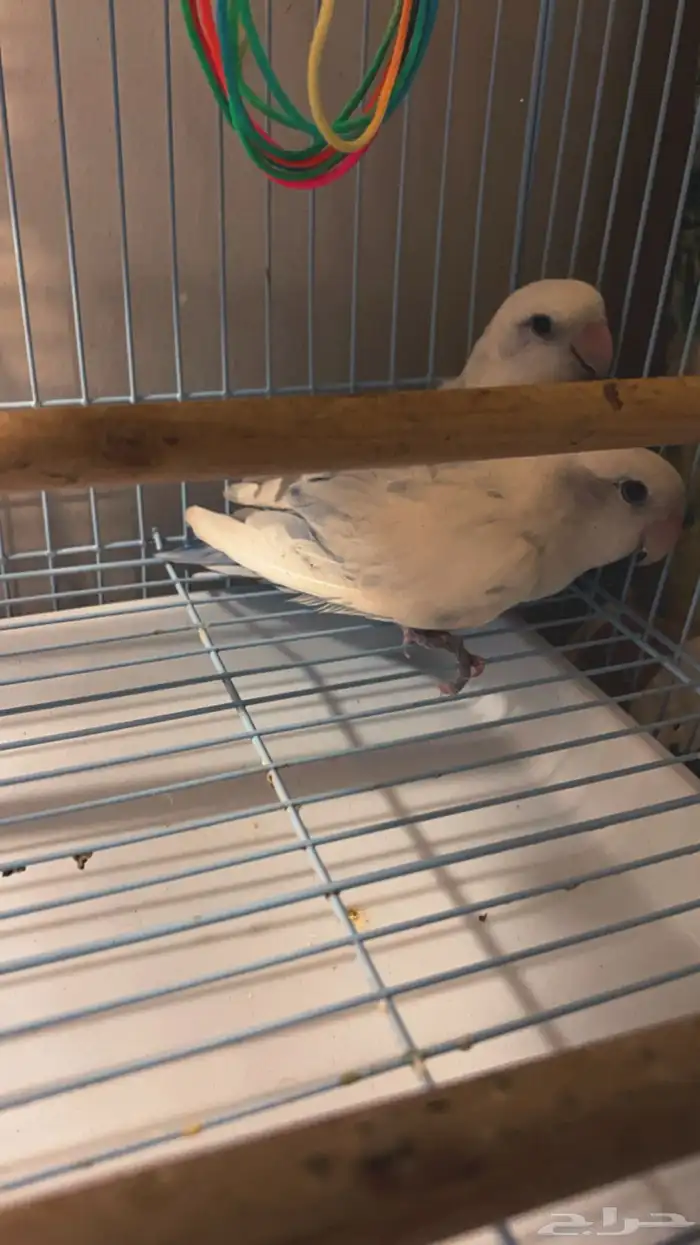 روز ابيض 1