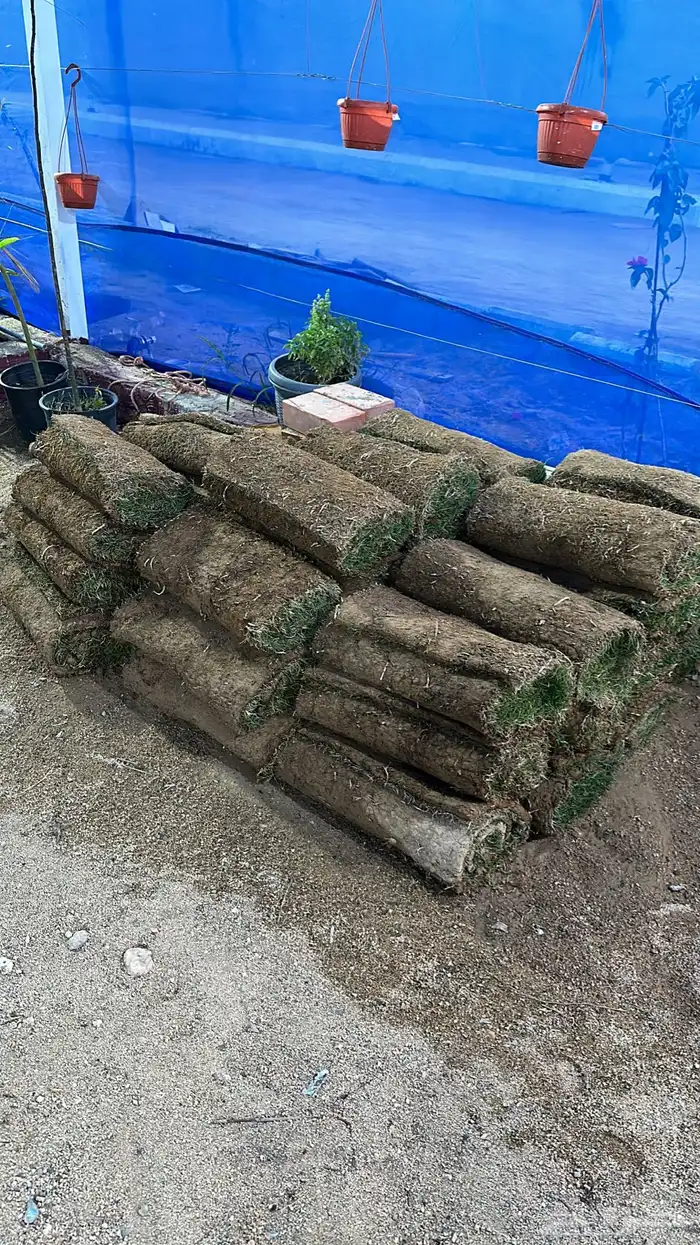 عشب طبيعي C2000 8