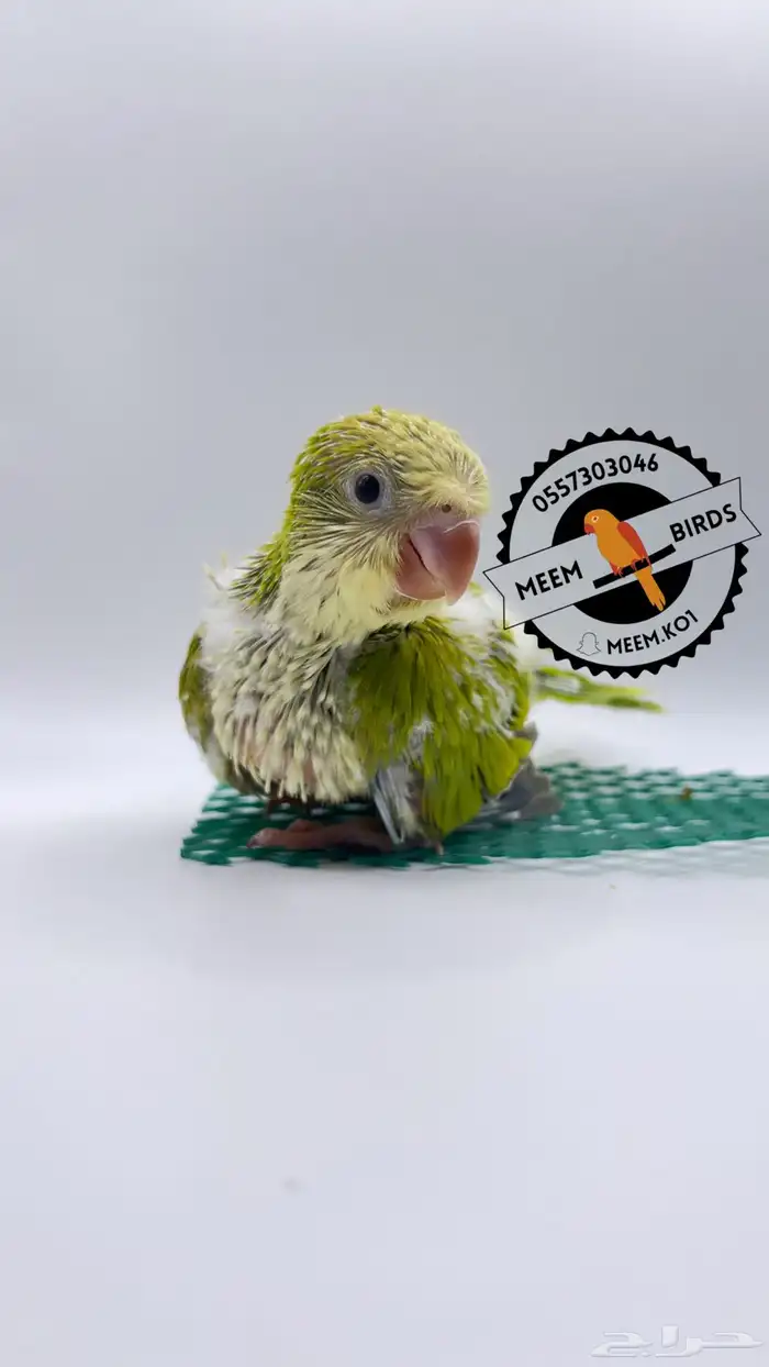 فرخ كويكر تفاحي 2