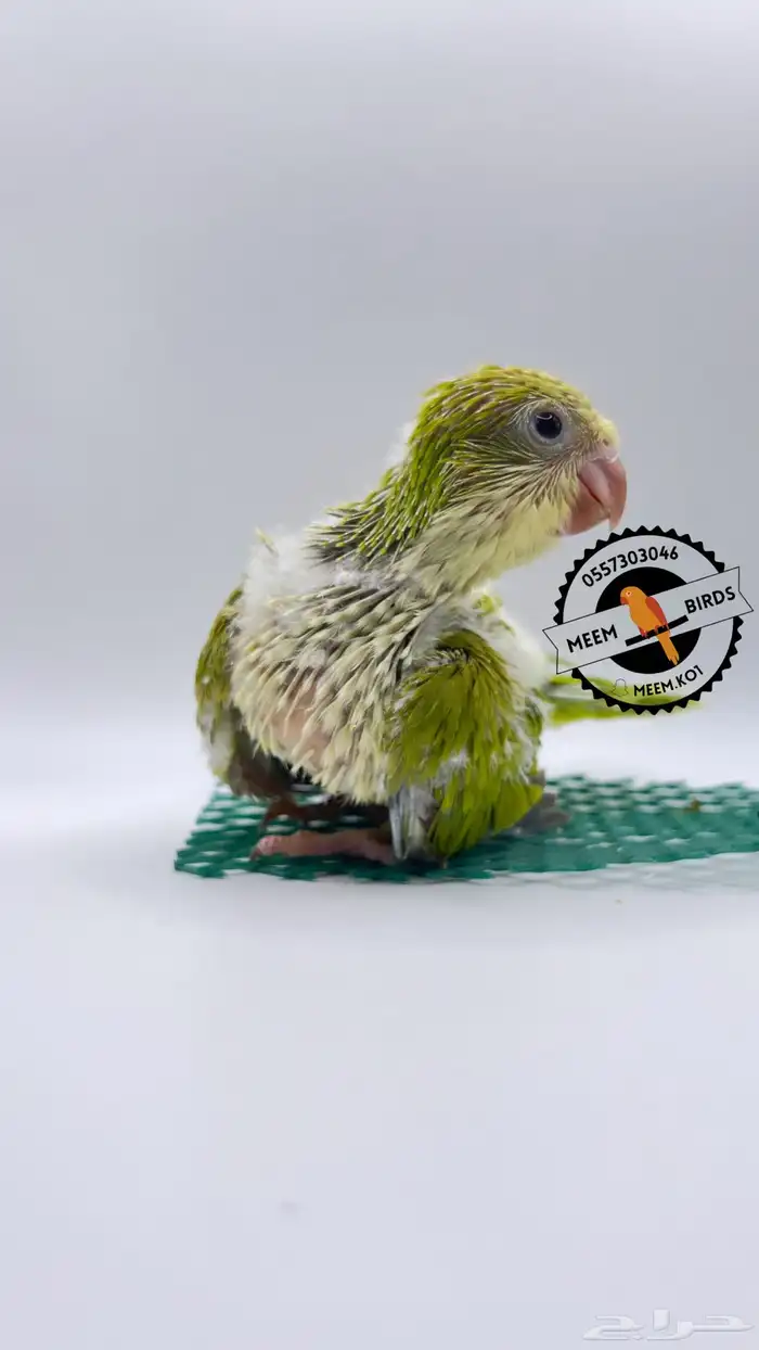 فرخ كويكر تفاحي 0