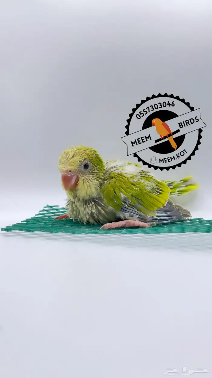 فرخ كويكر تفاحي 1